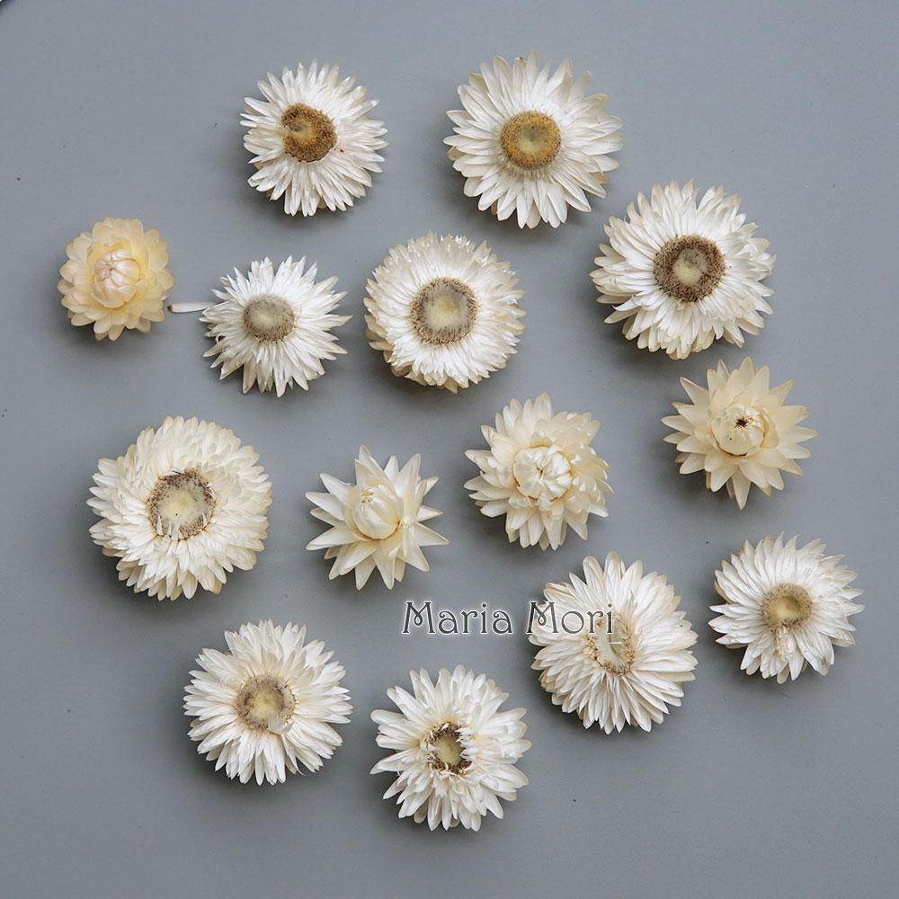 Natural Dried Colorful Chrysan - Candle Making Uk review and price