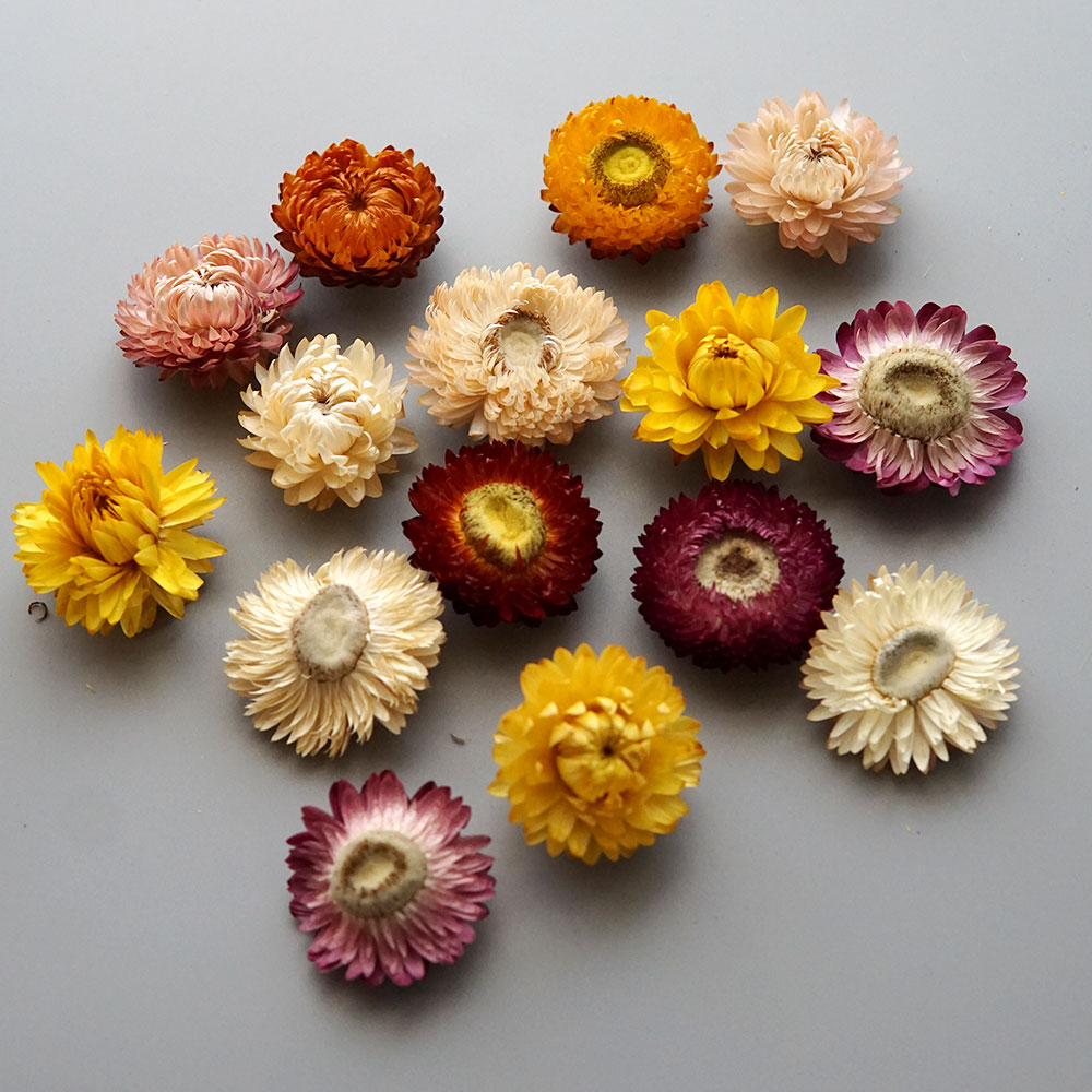 Natural Dried Colorful Chrysan - Candle Making Uk review and price