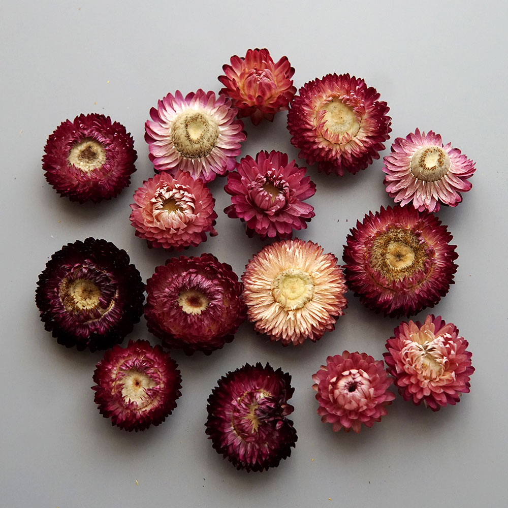 Natural Dried Colorful Chrysan - Candle Making Uk review and price