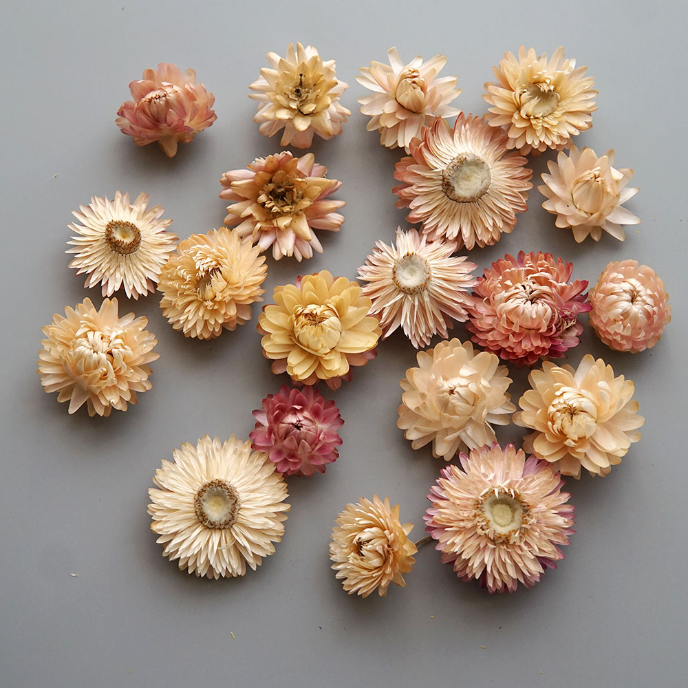 Natural Dried Colorful Chrysan - Candle Making Uk review and price